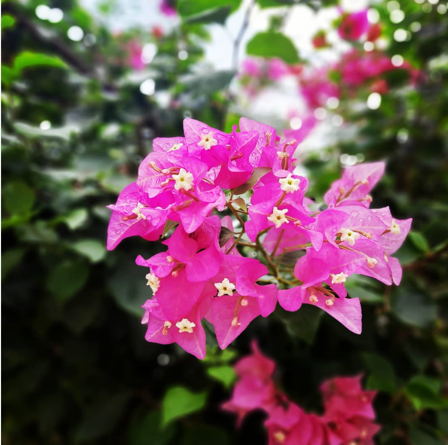 This image has an empty alt attribute; its file name is The-Bougainvillea-Journal.png