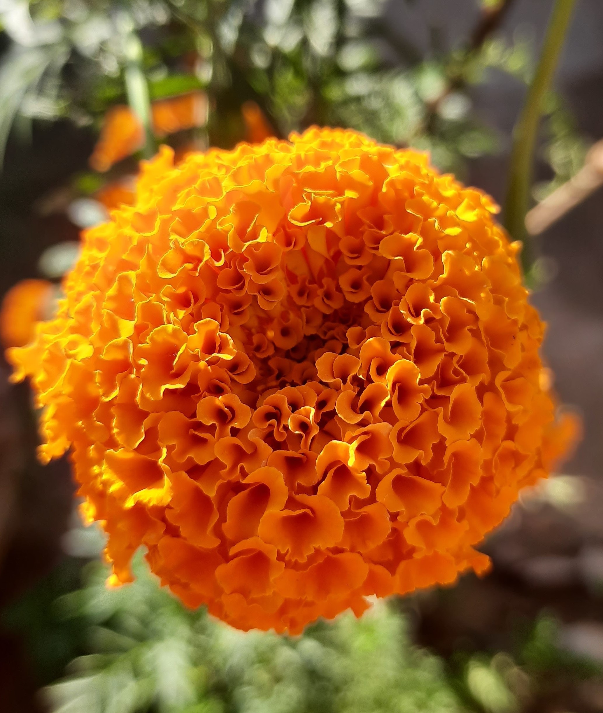 Marigold flowers